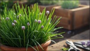 chives – versatile and low-maintenance