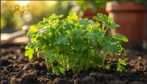 cilantro – quick-growing and flavorful
