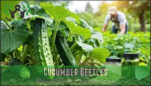 cucumber beetles