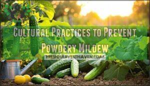 cultural practices to prevent powdery mildew