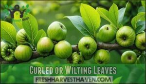 curled or wilting leaves