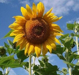 David's Garden Seeds Sunflower Tall B00FO030MQ