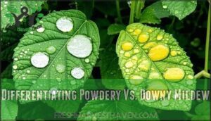 differentiating powdery vs. downy mildew