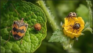 differentiating squash bugs from similar pests