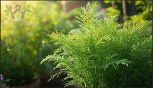 dill – feathery herb for multiple dishes