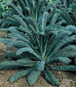 Dinosaur Kale Plants – Black B08G5VL2CP