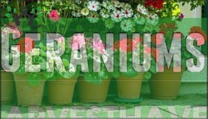 geraniums