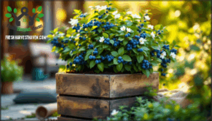 growing blueberries in containers