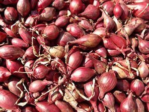 Holland Red Shallots Bulbs (Bag B071VSWGD7