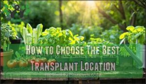 how to choose the best transplant location