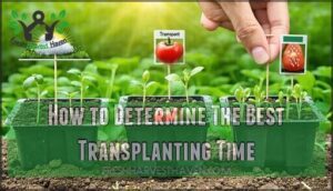 how to determine the best transplanting time