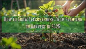 how to grow blackberries