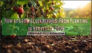 how to grow blackberries how to grow blackberries