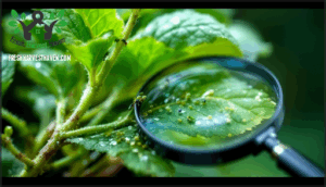 inspecting leaves, stems, and buds for aphids