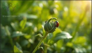 long-term summer aphid management strategy