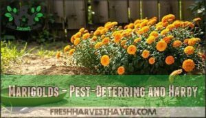 marigolds – pest-deterring and hardy