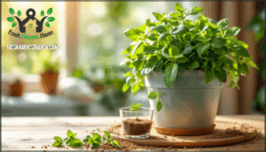 mint – potting and growth habits