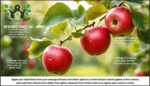 organic pest and disease management