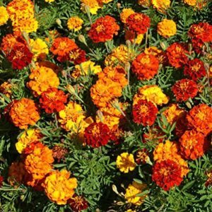 Outsidepride French Marigold Seeds Mix B006HI4E6A