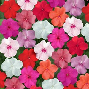 Outsidepride Impatiens Clear Garden Flower B00H58PIOS