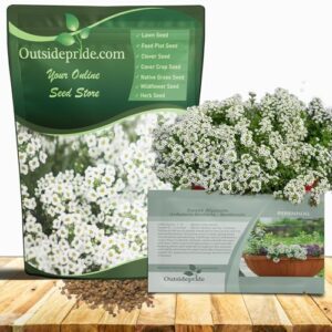 Outsidepride Perennial Sweet Alyssum Seeds B006F6NG2W