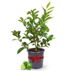Persian Lime Plant Fruit Trees B0FFSR94LV