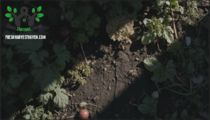 plants to avoid near tomatoes and peppers plants to avoid near tomatoes and peppers