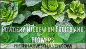 powdery mildew on fruits and flowers