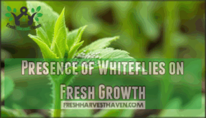 presence of whiteflies on fresh growth presence of whiteflies on fresh growth