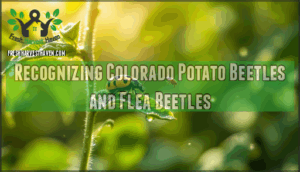 recognizing colorado potato beetles and flea beetles