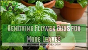 removing flower buds for more leaves