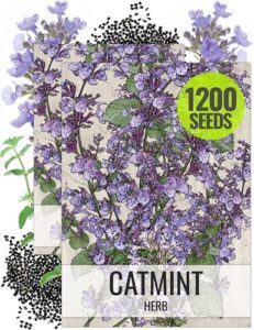 Seed Needs, Catmint Seeds for B004GGGBXO