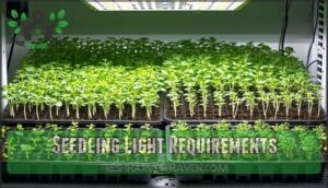 seedling light requirements