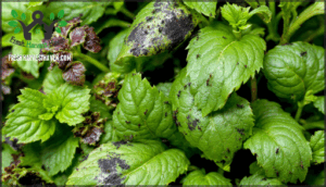 signs of aphid damage on herb plants