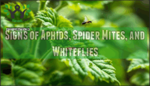 signs of aphids, spider mites, and whiteflies