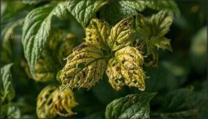 signs of pest damage on herbs