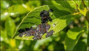 sticky honeydew and sooty mold