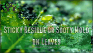 sticky residue or sooty mold on leaves sticky residue or sooty mold on leaves