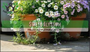 sweet alyssum