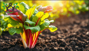 swiss chard care and harvesting