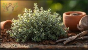 thyme – compact and aromatic