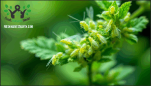 understanding aphid life cycle and behavior