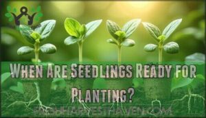 when are seedlings ready for planting