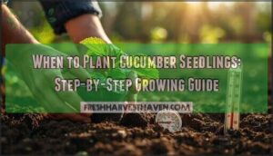 when to plant cucumber seedlings