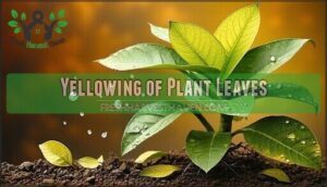 yellowing of plant leaves yellowing of plant leaves