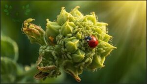 aphids and sap-sucking insects aphids and sap-sucking insects