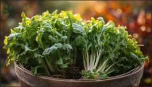 arugula and mizuna – quick-maturing salad greens arugula and mizuna – quick-maturing salad greens