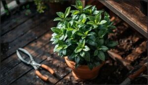 bay laurel for container growing bay laurel for container growing
