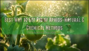 best way to get rid aphids
