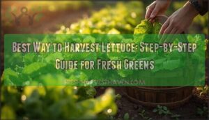 best way to harvest lettuce best way to harvest lettuce